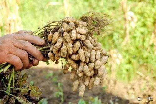 花生膨果期：钙肥是关键