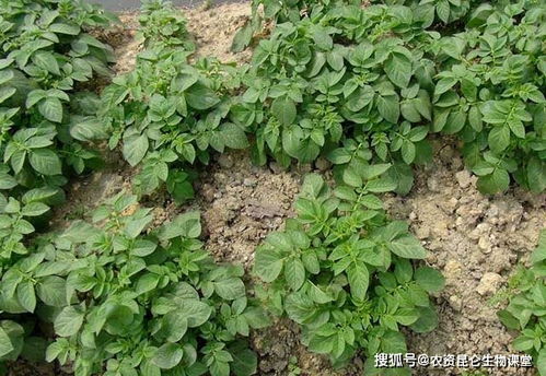 施肥的讲究，你真的懂吗？