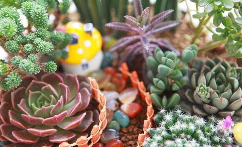 生石花盆栽选购指南，养出美美多肉！