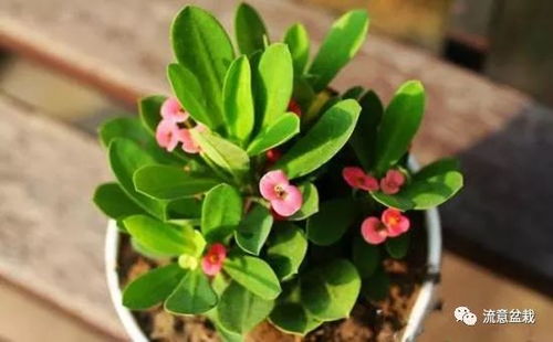 刺梅的品种与花色