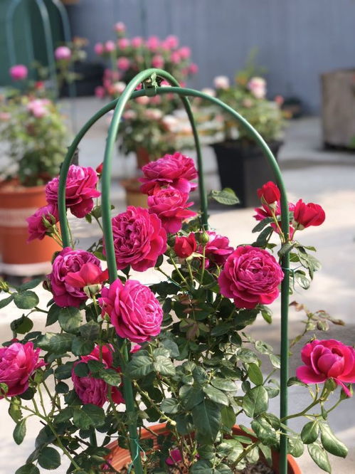 伊芙胭脂香水月季：香气似天然香水，美丽动人