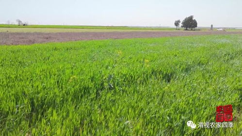咸阳旱塬区种草大揭秘：三天发芽的秘密武器