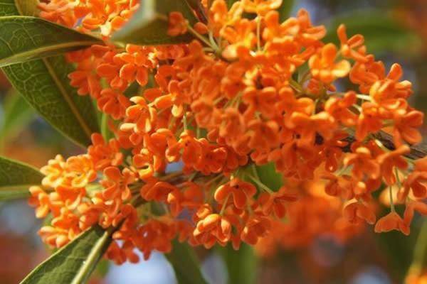 桂花树：秋天的使者