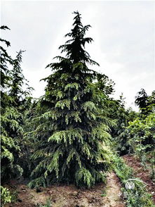 先说说雪松这树