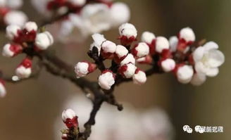 “胭脂血花年开多茬，胭脂雪养护秘籍，养出爆品花！”