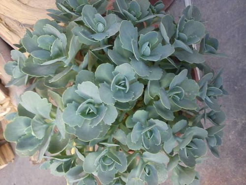 八宝景天是圆扇型多肉植物吗？图片中的圆扇八宝景天是哪种品种？