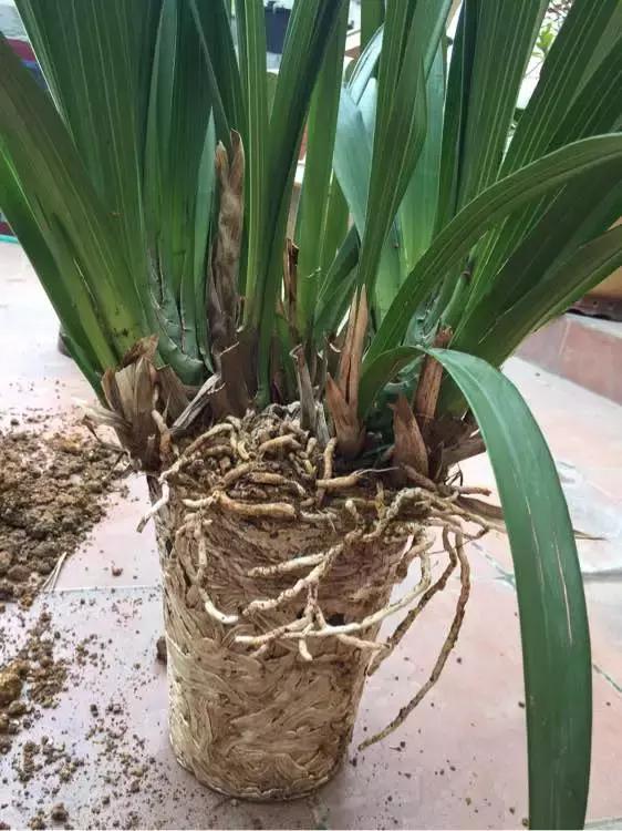 凤尾竹换盆新法：轻移竹根