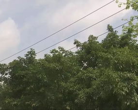 树坑里种草， 既美观又实用