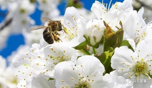 人工授粉对授粉坐果效果如何，相比自然授粉有哪些显著优势？