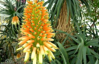 家庭种植三件套：薄荷+艾草+石菖蒲