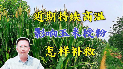 夏季高温影响玉米授粉，需采取补救措施
