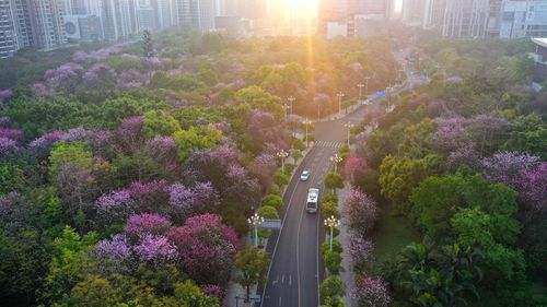 紫荆花：柳州的新名片