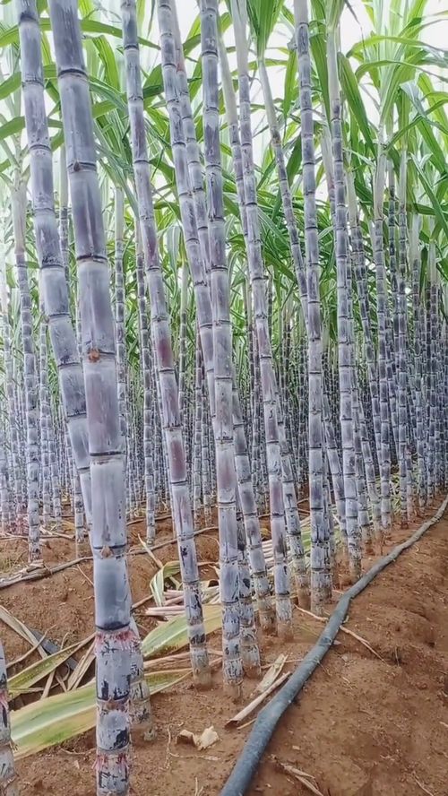 甘蔗种植方法详解，你真的会种吗