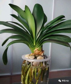 七、 今年实测不同栽法差距惊人