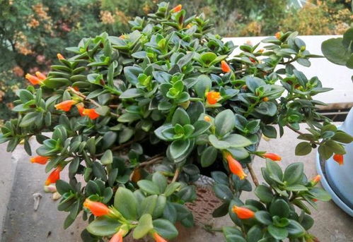 金鱼吊兰和杜丹吊兰的养护秘诀