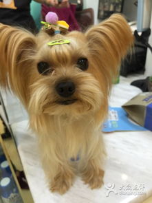 普瑞纳旗下有哪些宠物用品，能帮助宠物过上更美好的生活呢？