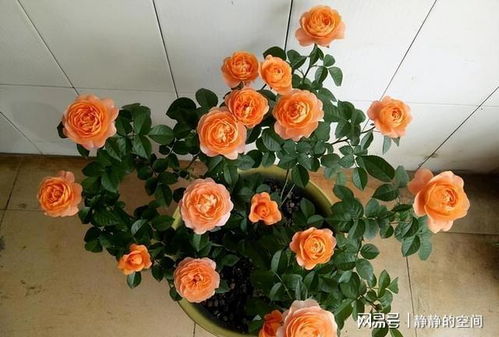 夏季月季虫害，了解一下