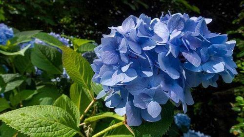 珊瑚花养殖秘籍：轻松掌握养护技巧及注意事项