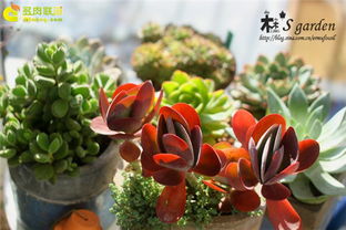 阳光是关键，晒晒晒！