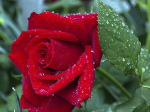 扦插：小枝条变大树