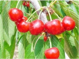 丙环唑：大樱桃种植的神秘守护者
