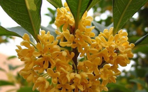 紫藤花怎么养才能长得枝繁叶茂？