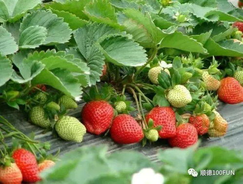 草莓树品种大盘点，这些独特品种你见过吗