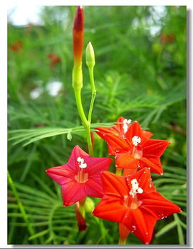 这是什么花？花卉大全图片花名来帮你