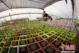 江西植物资源大揭秘：如何发掘这片土地的宝藏？