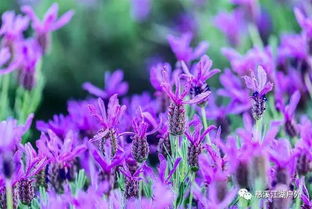 薰衣草的浪漫，却也是烂根的烦恼