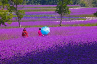 江苏地区常见的紫色花卉盘点