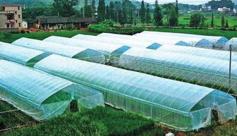 农业养殖安全隐患多，管理漏洞待填补