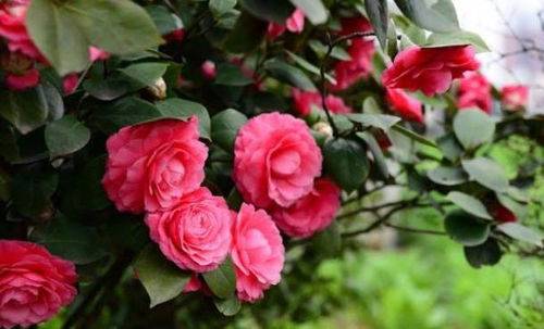 新年茶花为何不开？揭秘你的茶花为何装树