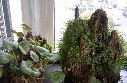 吸水石石上可栽植野草、藓苔,青翠苍润。附石盆景 附石盆景(bonsai of trees and rocks ),也称为石盆景,它是将树木、 山石巧妙地结......