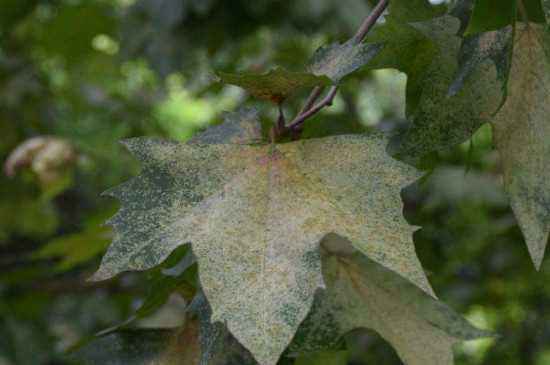 氮气不足， 法桐叶子会打蔫