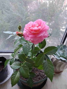 月季花：北方寒冷地区的温暖使者