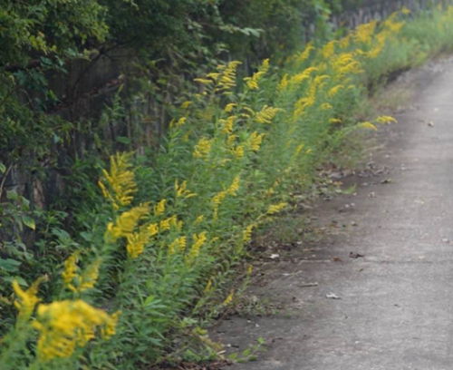 先说说呢，就是养殖紫藤的栽培土