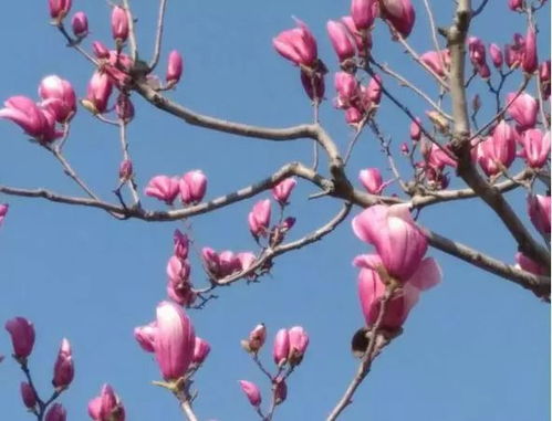 玉兰树：美丽与力量的象征