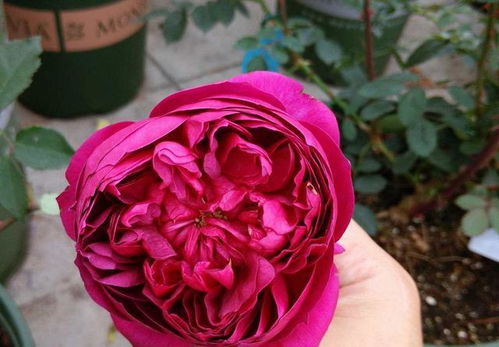 月季花的美， 犹如胭脂爱人