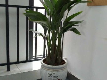 绿植租赁，你租对了吗？