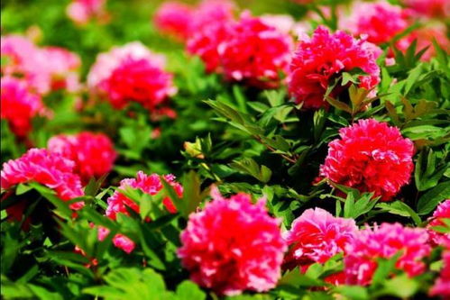 牡丹：国色天香， 北方独领风骚