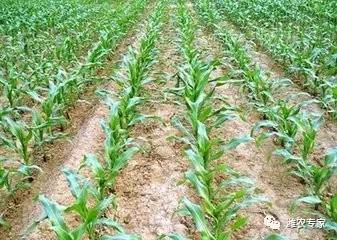 地温稳定，播种才好