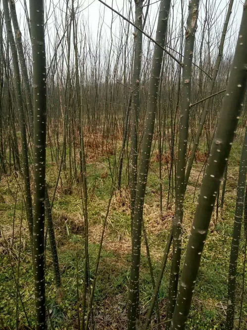 速生期管理：浇水、 松土，样样不嫩少