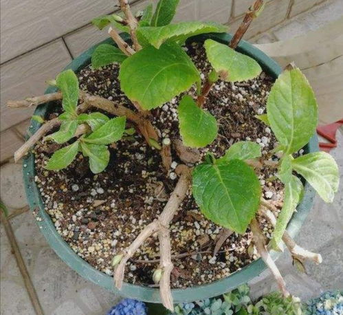 崂山耐冬小苗如何修剪？何时才能开花结果