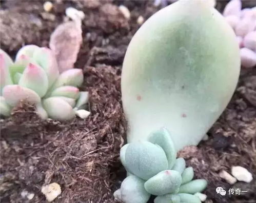 玉碟砍头怎么不长小苗？是技术问题还是品种缺陷