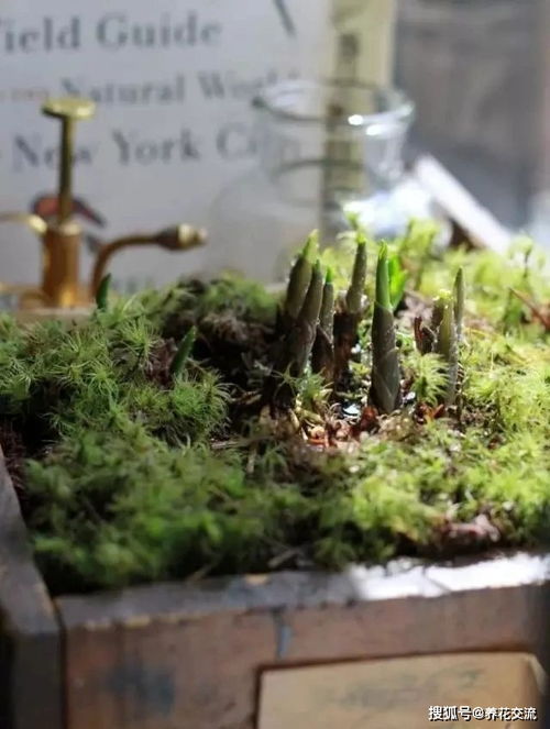 顶冰花的耐寒之美