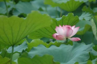 荷塘月色：睡莲与荷花的和谐共舞