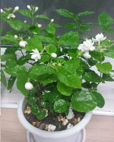茉莉花在楼房过冬，如何安全越冬呢