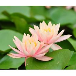 嫩不嫩种一起呢？