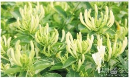 “金银花浇水过多落叶？速学急救攻略！”